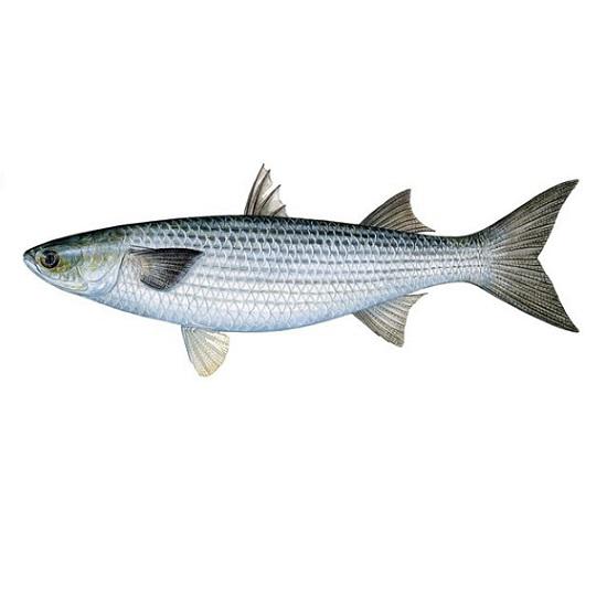 Рыба Кефаль (охлажденная)